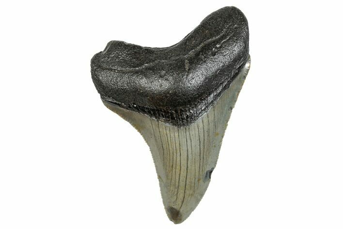 Serrated, Fossil Megalodon Tooth - North Carolina #272851